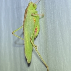 Caedicia simplex at Jerrabomberra, NSW - 14 Mar 2023