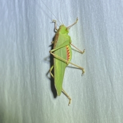 Caedicia simplex at Jerrabomberra, NSW - 14 Mar 2023