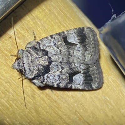 Thoracolopha verecunda (A Noctuid moth (Acronictinae)) at Jerrabomberra, NSW - 13 Mar 2023 by SteveBorkowskis