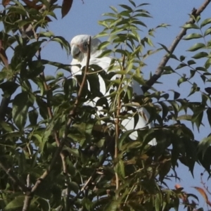 Cacatua sanguinea at Higgins, ACT - 14 Mar 2023