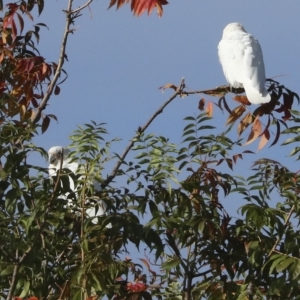 Cacatua sanguinea at Higgins, ACT - 14 Mar 2023