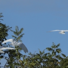 Cacatua sanguinea at Higgins, ACT - 14 Mar 2023