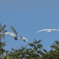 Cacatua sanguinea at Higgins, ACT - 14 Mar 2023