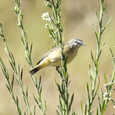 Acanthiza chrysorrhoa (Yellow-rumped Thornbill) at Woodstock Nature Reserve - 6 Mar 2023 by AlisonMilton
