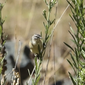 Acanthiza chrysorrhoa at Coree, ACT - 7 Mar 2023