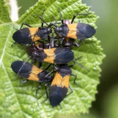 Oncopeltus (Oncopeltus) sordidus (Milk vine bug) at Acton, ACT - 13 Mar 2023 by AlisonMilton