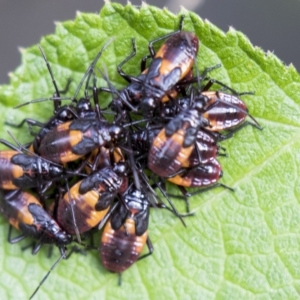 Oncopeltus (Oncopeltus) sordidus at Acton, ACT - 13 Mar 2023