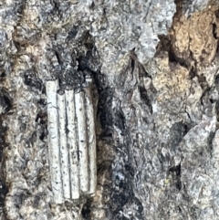 Clania lewinii & similar Casemoths (Parallel stick Case Moths) at Casey, ACT - 11 Feb 2023 by Hejor1