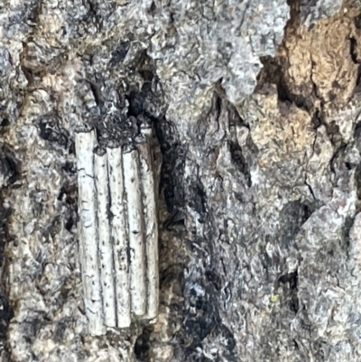 Clania lewinii & similar Casemoths (Parallel stick Case Moths) at Casey, ACT - 11 Feb 2023 by Hejor1