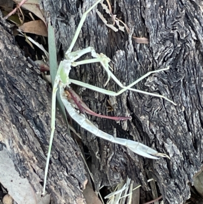 Pseudomantis albofimbriata at Casey, ACT - 10 Feb 2023 by Hejor1