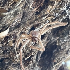 Sparassidae (family) (A Huntsman Spider) at Casey, ACT - 10 Feb 2023 by Hejor1