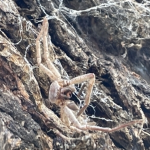 Sparassidae (family) at Casey, ACT - 11 Feb 2023 10:13 AM