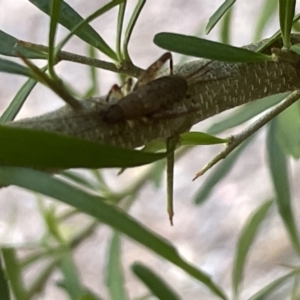 Bobilla sp. (genus) at Acton, ACT - 19 Feb 2023