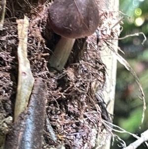 zz agaric (stem; gill colour unknown) at Acton, ACT - 19 Feb 2023