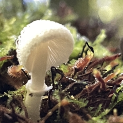 zz agaric (stem; gills white/cream) at Acton, ACT - 19 Feb 2023 by Hejor1