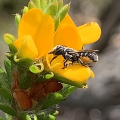 Megachile sp. (several subgenera) (Resin Bees) at Royal National Park - 12 Mar 2023 by JudeWright