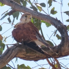 Falco cenchroides (Nankeen Kestrel) at Paddys River, ACT - 14 Mar 2023 by RodDeb