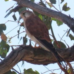 Falco cenchroides at Paddys River, ACT - 14 Mar 2023 10:45 AM