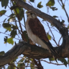 Falco cenchroides at Paddys River, ACT - 14 Mar 2023 10:45 AM