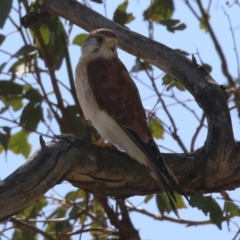 Falco cenchroides at Paddys River, ACT - 14 Mar 2023 10:45 AM