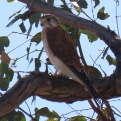 Falco cenchroides at Paddys River, ACT - 14 Mar 2023