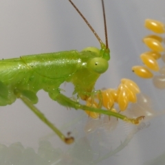 Unidentified Katydid (Tettigoniidae) at Wellington Point, QLD - 13 Mar 2023 by TimL