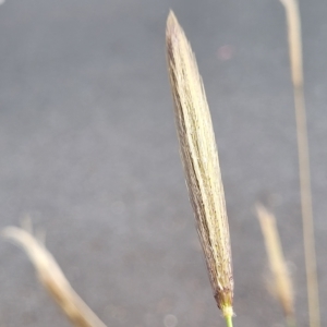 Chloris virgata at Weetangera, ACT - 14 Mar 2023 03:26 PM