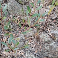 Acacia penninervis (Mountain Hickory) at Wanniassa Hill - 14 Mar 2023 by LPadg