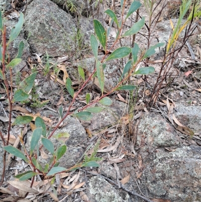 Acacia penninervis (Mountain Hickory) at Fadden, ACT - 15 Mar 2023 by LPadg