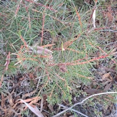 Hakea decurrens subsp. decurrens (Bushy Needlewood) at Fadden, ACT - 15 Mar 2023 by LPadg