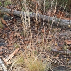 Austrostipa scabra (Corkscrew Grass, Slender Speargrass) at Fadden, ACT - 15 Mar 2023 by LPadg