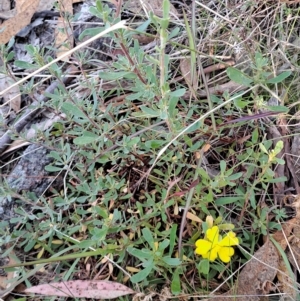 Hibbertia obtusifolia at Fadden, ACT - 15 Mar 2023