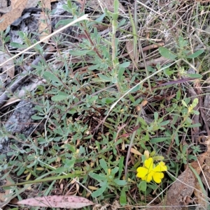 Hibbertia obtusifolia at Fadden, ACT - 15 Mar 2023 08:52 AM