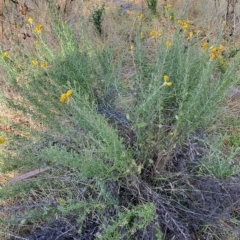 Chrysocephalum semipapposum (Clustered Everlasting) at Fadden, ACT - 14 Mar 2023 by LPadg