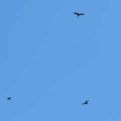 Aquila audax at Tharwa, ACT - 14 Mar 2023 11:05 AM
