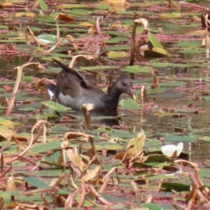 Gallinula tenebrosa at Paddys River, ACT - 14 Mar 2023