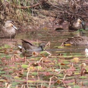 Gallinula tenebrosa at Paddys River, ACT - 14 Mar 2023