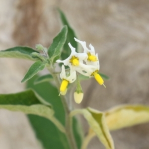 Solanum chenopodioides at Paddys River, ACT - 14 Mar 2023