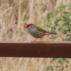 Neochmia temporalis (Red-browed Finch) at Paddys River, ACT - 14 Mar 2023 by RodDeb
