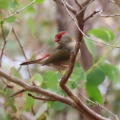 Neochmia temporalis at Paddys River, ACT - 14 Mar 2023