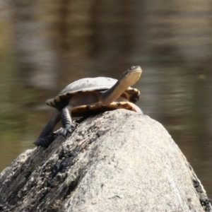 Chelodina longicollis at Paddys River, ACT - 14 Mar 2023 11:36 AM