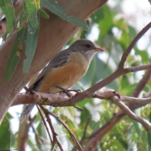 Pachycephala rufiventris at Paddys River, ACT - 14 Mar 2023