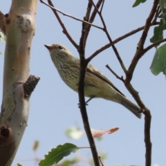 Pachycephala rufiventris at Paddys River, ACT - 14 Mar 2023