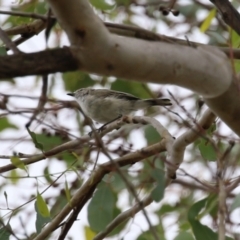 Gerygone fusca (Western Gerygone) at Namadgi National Park - 14 Mar 2023 by RodDeb