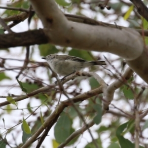 Gerygone fusca at Paddys River, ACT - 14 Mar 2023 12:23 PM