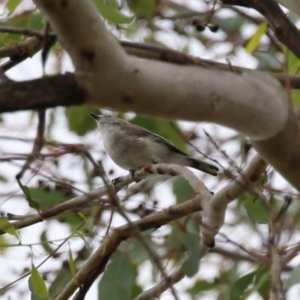 Gerygone fusca at Paddys River, ACT - 14 Mar 2023 12:23 PM