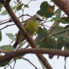 Gerygone olivacea at Paddys River, ACT - 14 Mar 2023