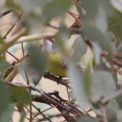 Gerygone olivacea at Paddys River, ACT - 14 Mar 2023