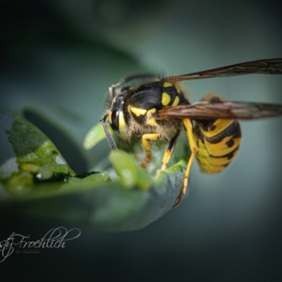 Vespula germanica (German Yellowjacket Wasp (also known as European Wasp)) at Holt, ACT - 15 Mar 2023 by Cristy1676