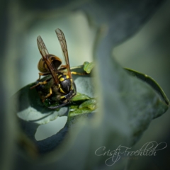 Vespula germanica at Holt, ACT - 15 Mar 2023